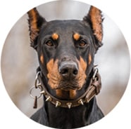 dog bite lawyer