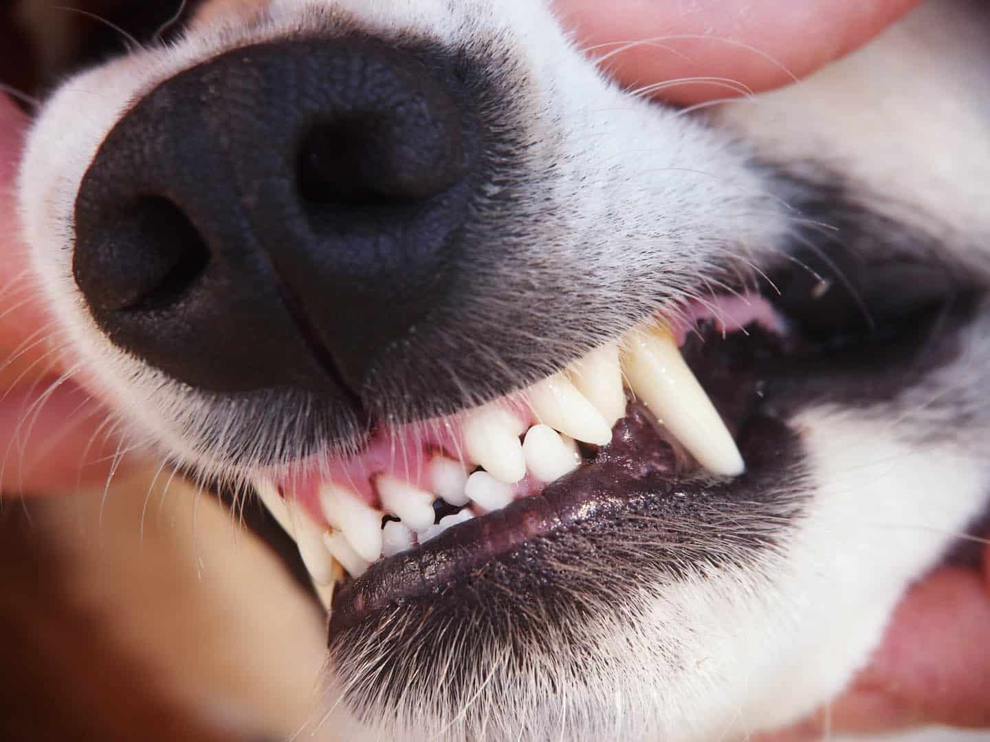 Dog,Teeth,26 dog about to bite