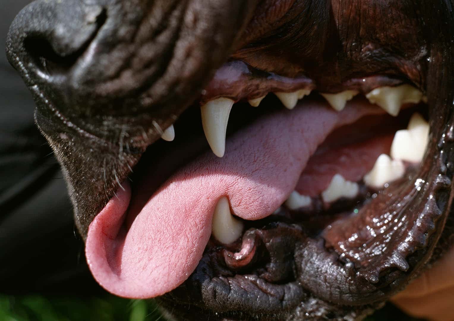Dog's,Teeth,And,Tongue,,Close-up nasty looking open dog mouth with teeth