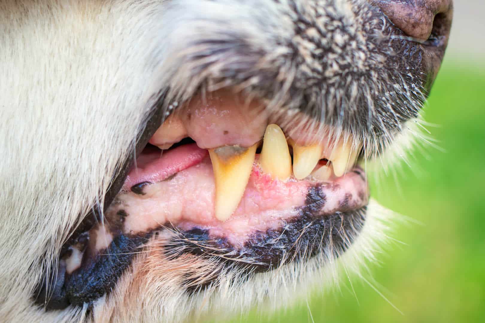 Close-up,Of,A,Dog,Teeth,And,Fangs.,Concept,Of,Aggressive scary snarling dog showing teeth